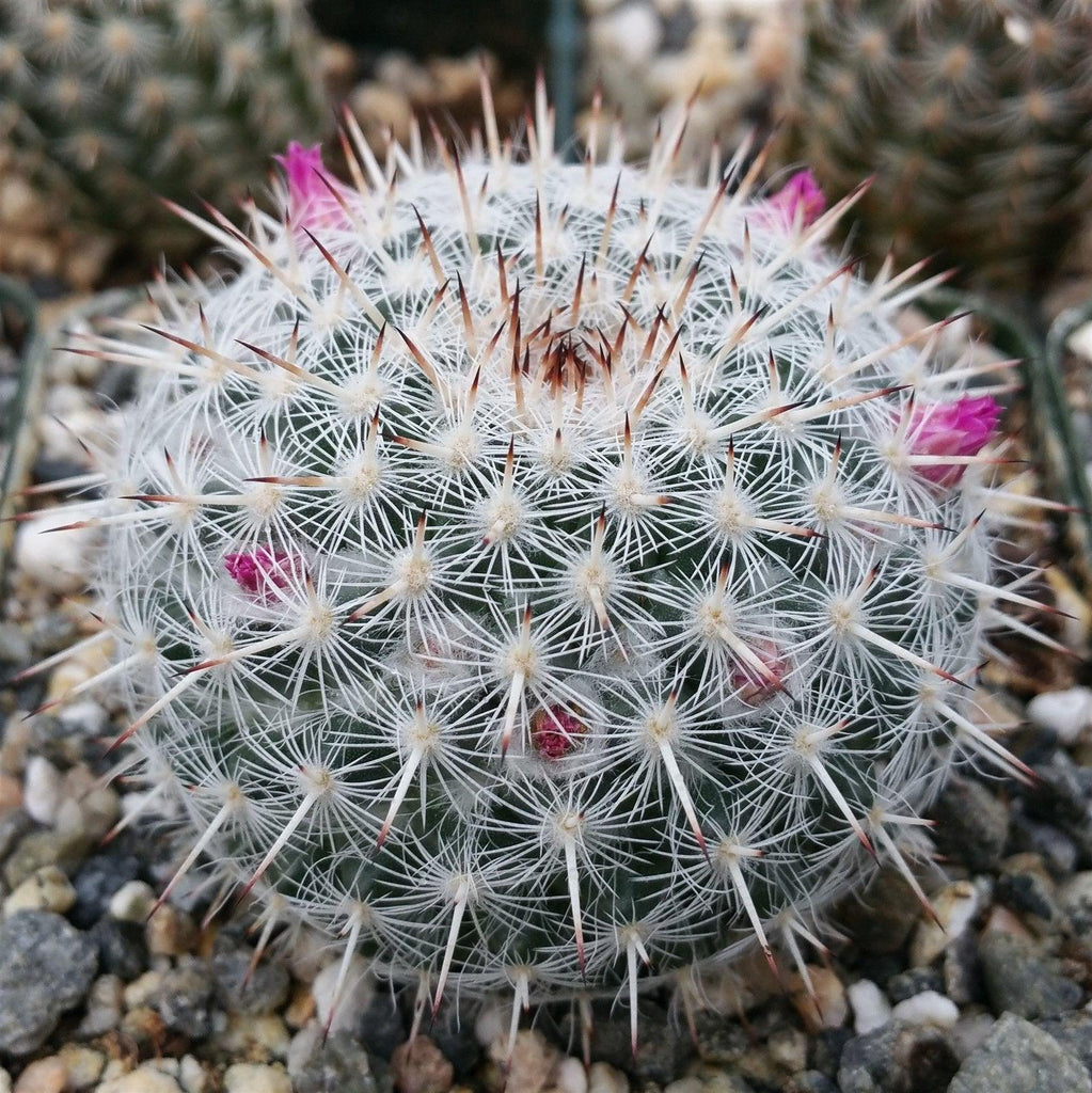 Mammillaria albata