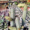 Euphorbia baioensis