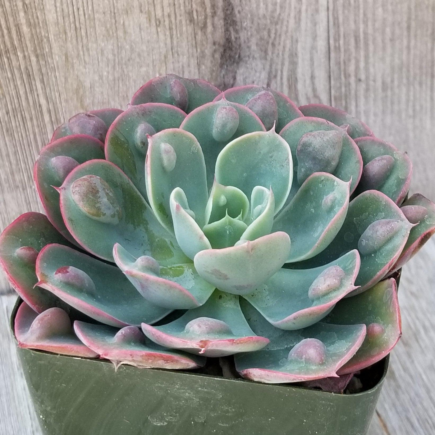 water drop succulent Echeveria Rain Drops 4" Pot