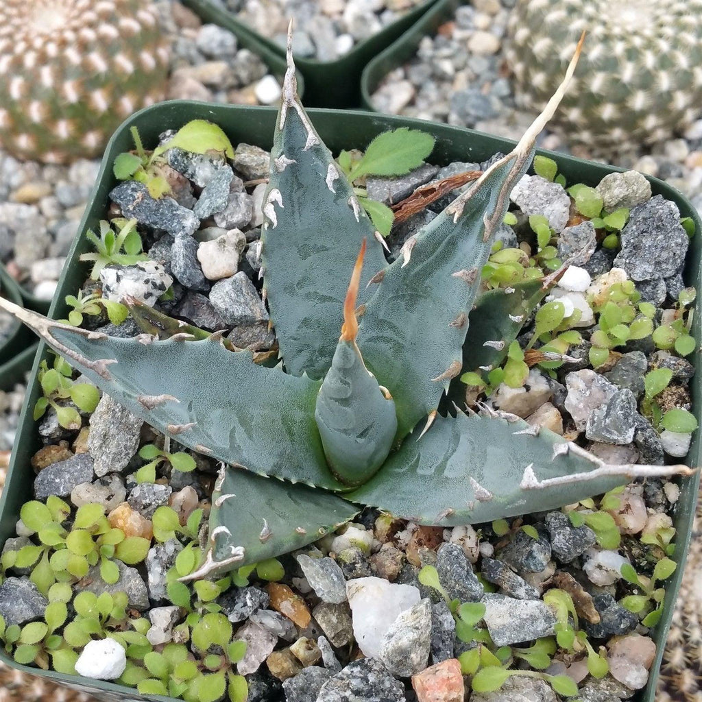 Agave utahensis eborispina