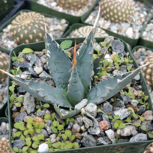 【eb0002】Agave utahensis var.eborispina 0dbbaca6-ee14-57b2-8a27-