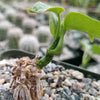 Matelea Gonolobus cyclophyllus