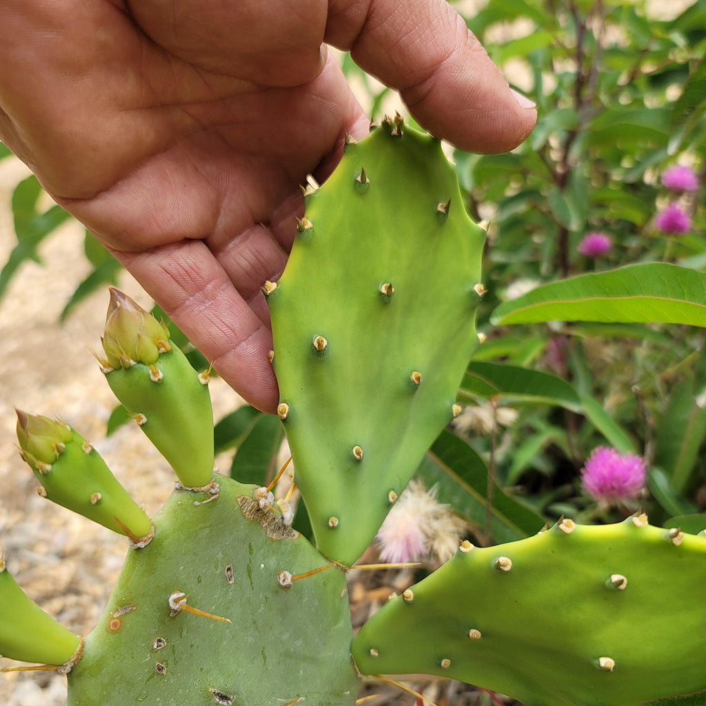 Opuntia Desert Ace Pad