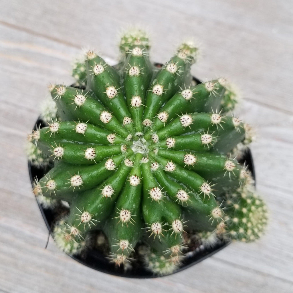 Echinobivia Hybrid Rainbow Bursts