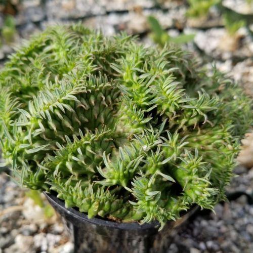 Euphorbia spiralis cristata