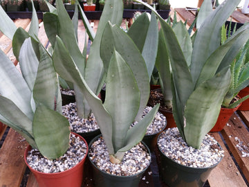 sansevieria genus Moonshine Snake Plant