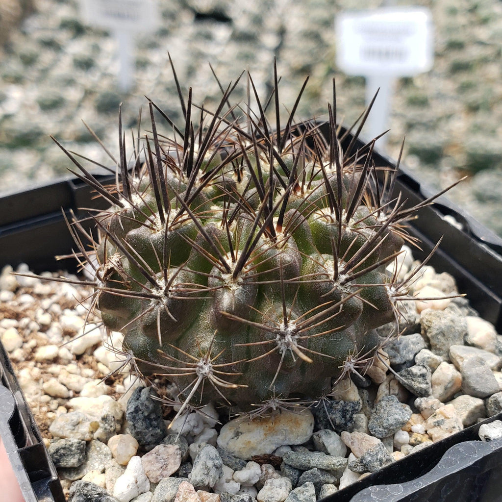 Neoporteria Violaciflora