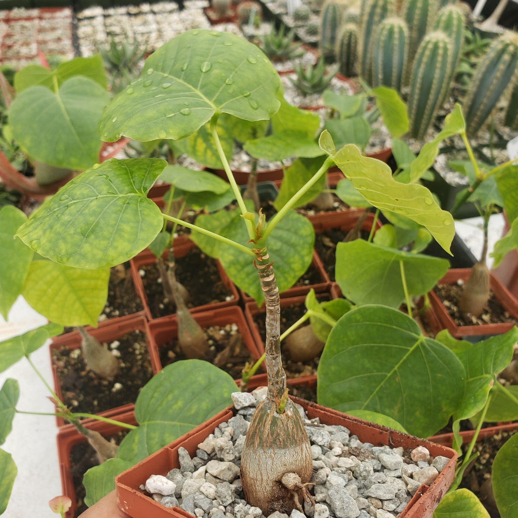 Shaving Brush Tree - Pseudobombax ellipticum