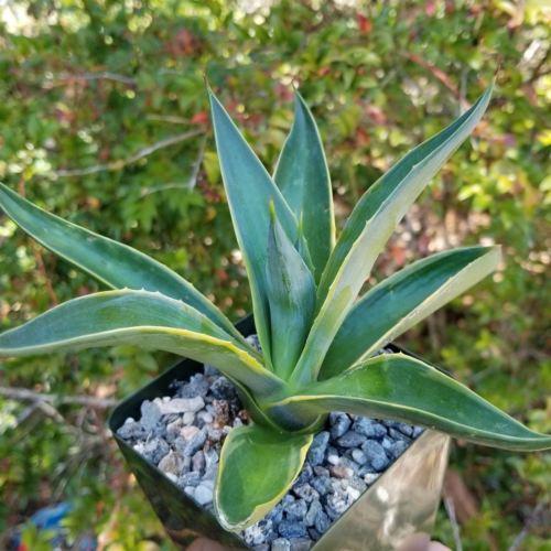 Variegated Smooth Agave - Agave desmettiana variegata