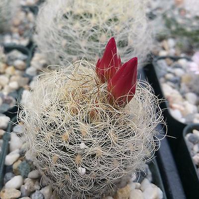 Neoporteria nidus senilis