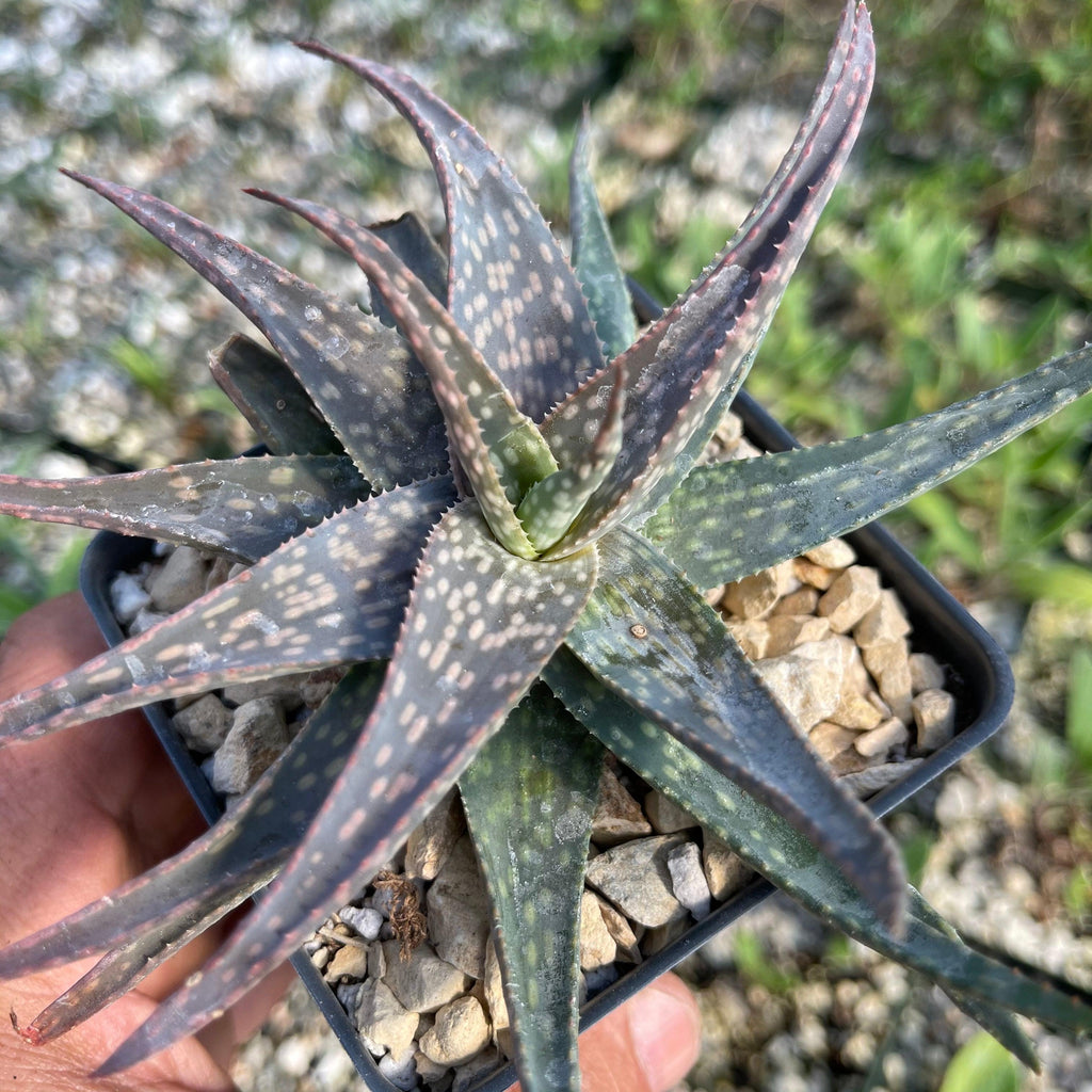 Aloe pictifolia