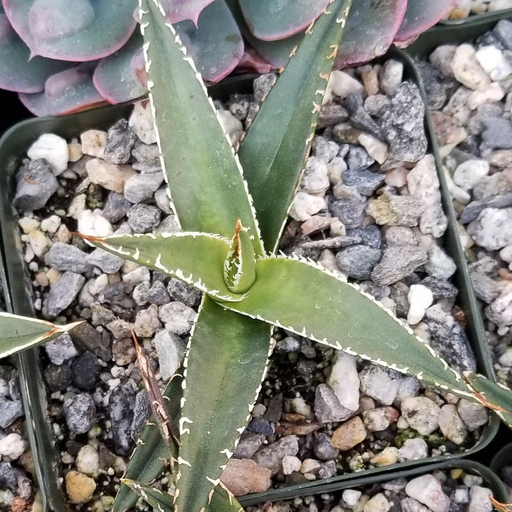 Agave triangularis Large
