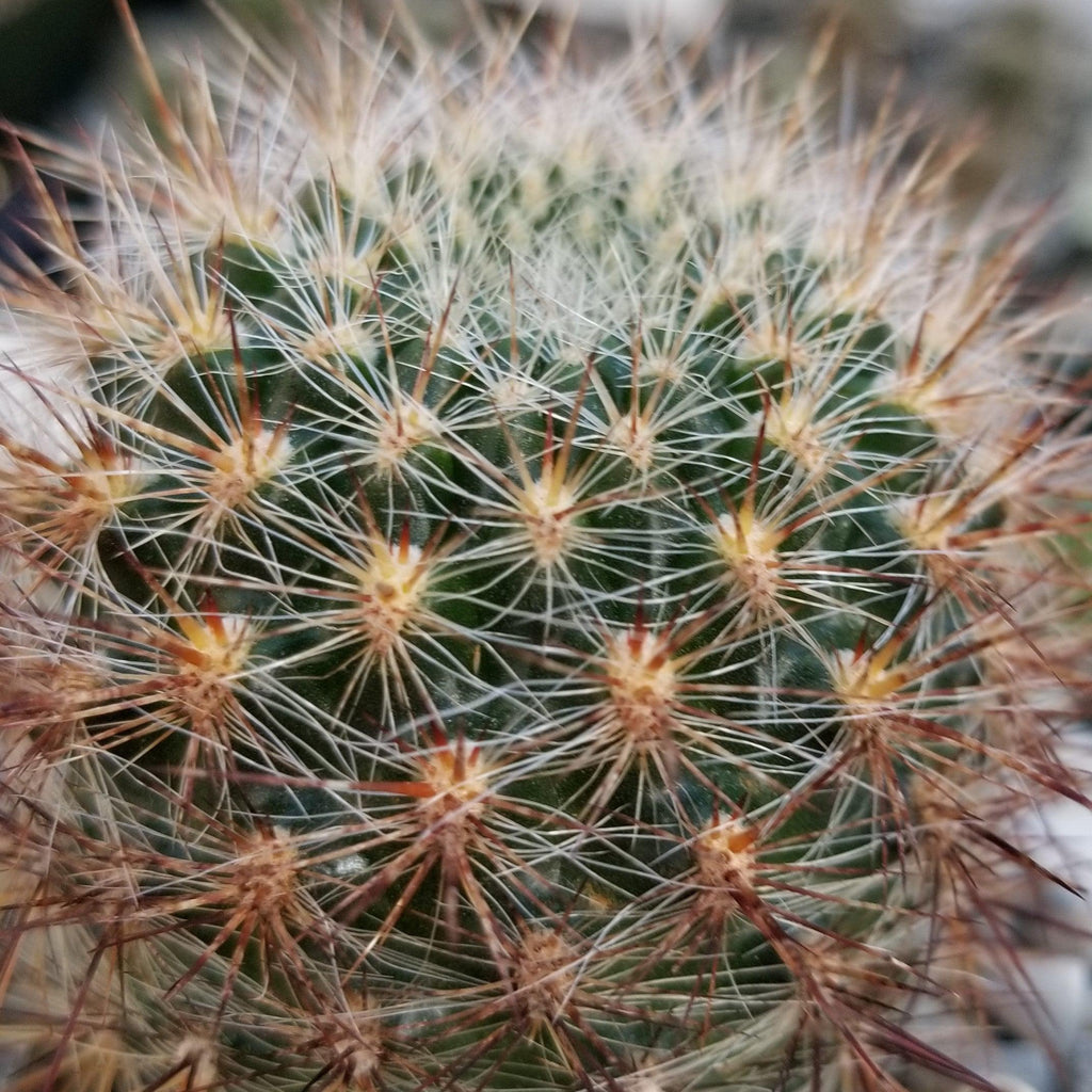 Sulcorebutia tiraquensis bicolorispina