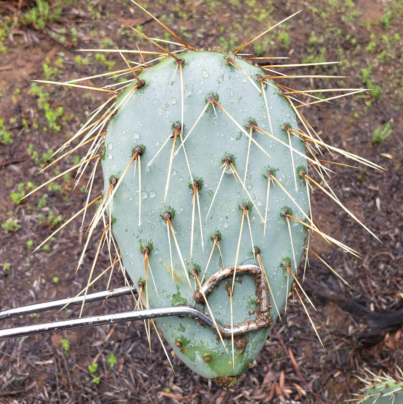 engelmann's prickly pear cactus Opuntia engelmannii Pad cutting – Planet Desert