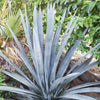 Blue agave - Agave Tequilana &