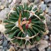 Echinofossulocactus Hookerii