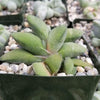 Gasteria glomerata