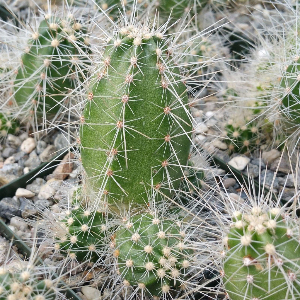 Echinocereus rayonensis