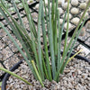 Red Yucca - Hesperaloe parviflora