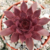 Sempervivum rojo red Hens and Chicks