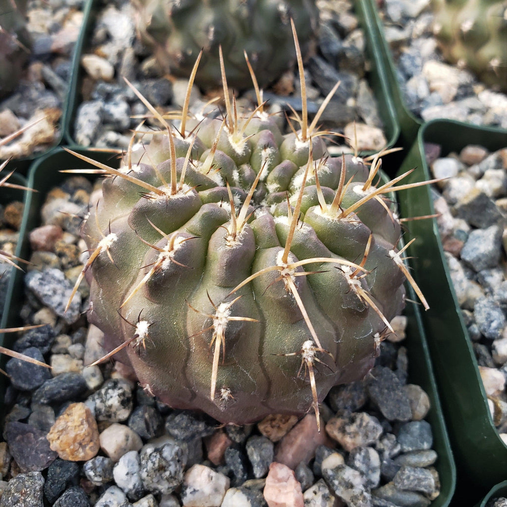 Neochilenia setosiflora