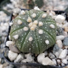 Sand Dollar Cactus &