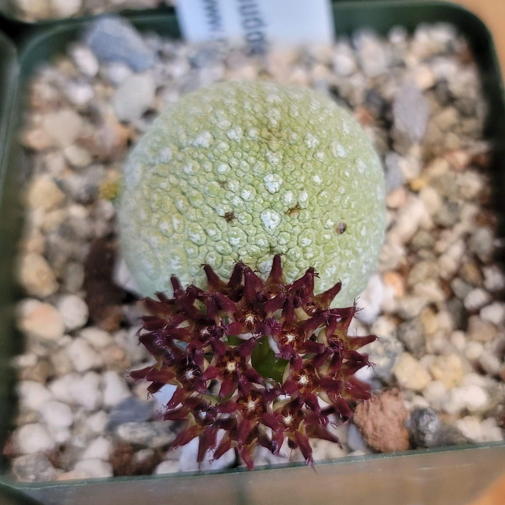 Pseudolithos migiurtinus