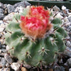 Parodia oculta