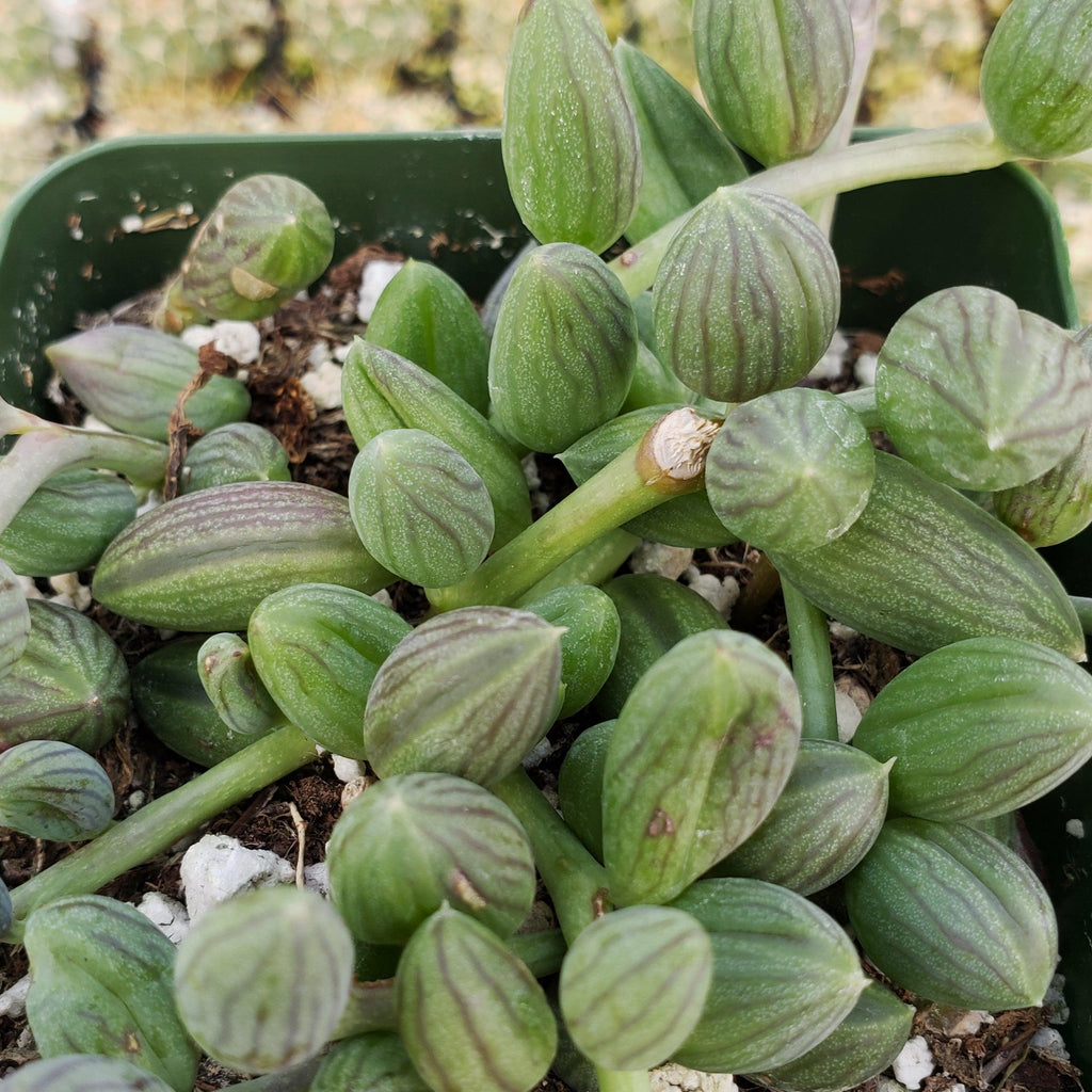 String of Watermelon – Senecio herreianus