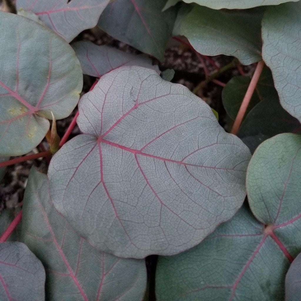 Ficus petiolaris fig rock