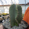 Cereus peruvianus spiralis twist