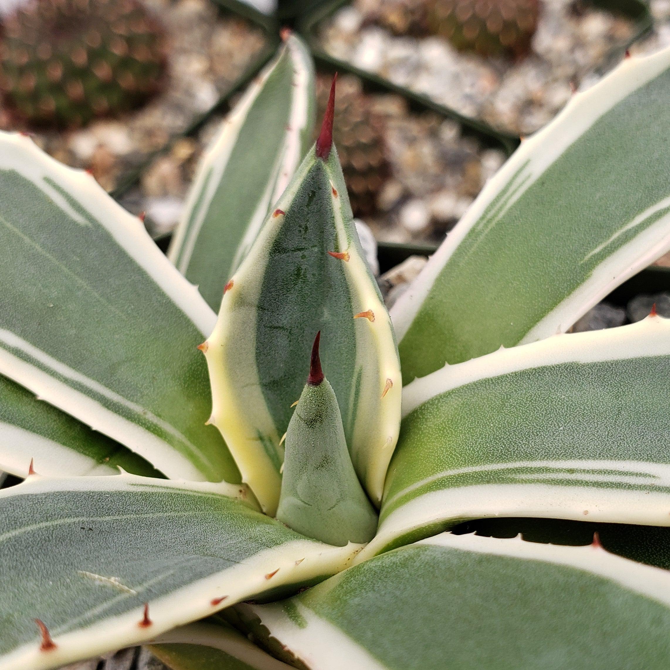 Agave applanata marginata