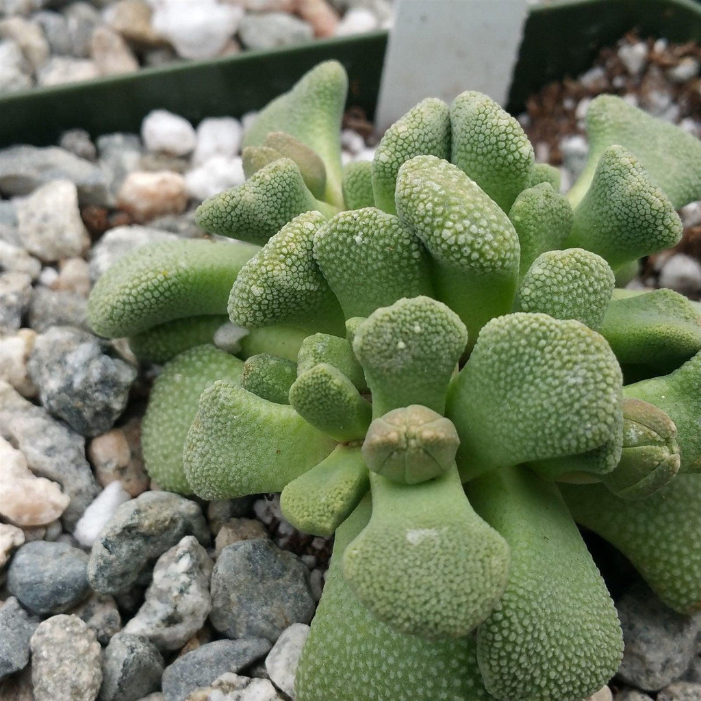 Aloinopsis luckhoffii