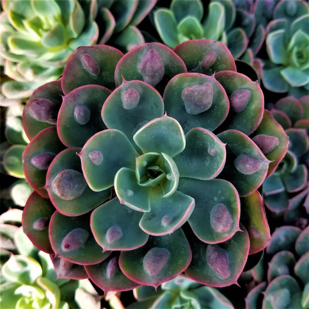 Echeveria Rain Drops