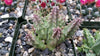 Huernia bayeri