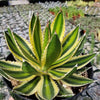 Quadricolor Century Plant ‘Agave Quadricolor’