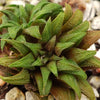 Haworthia parksiana