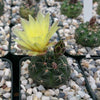 Gymnocalycium andreae