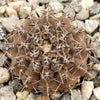 Gymnocalycium occultum