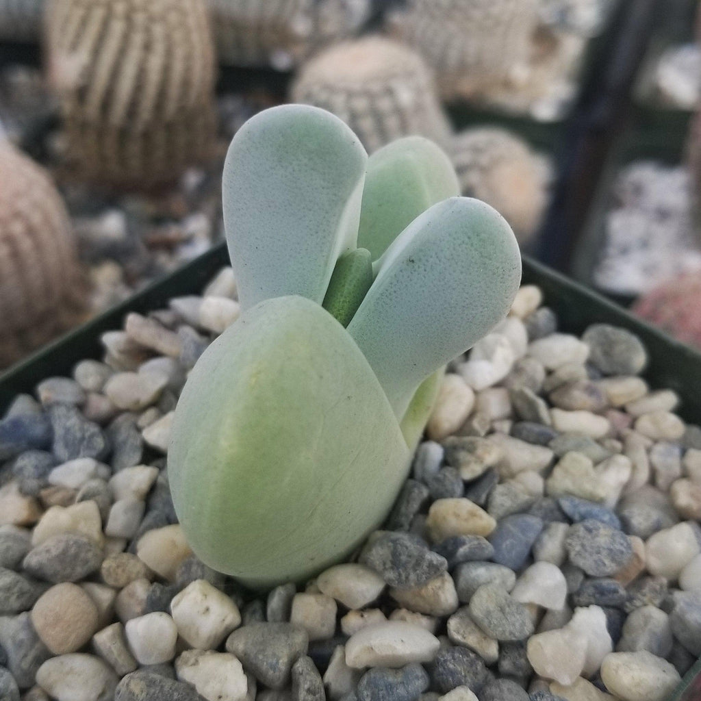 Cheiridopsis pillansii