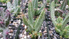 Huernia bayeri