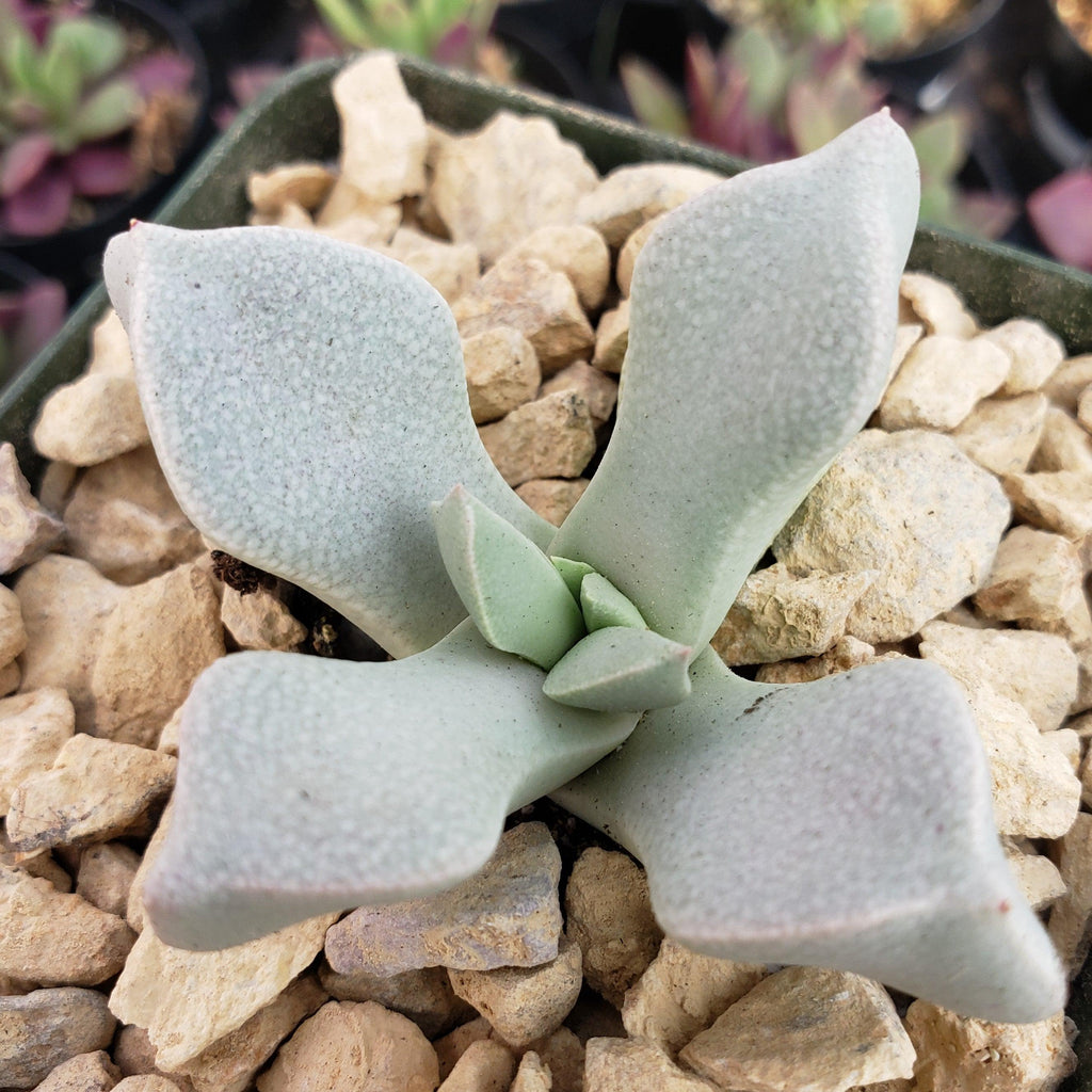 Schwantesia borcherdsii