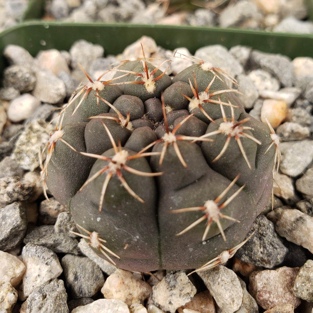 Gymnocalycium lukasikii