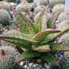 Close-up of Gasteraloe "Green Gold," a spiky green succulent with white spots in rocky soil, with blurred round cacti in the background.