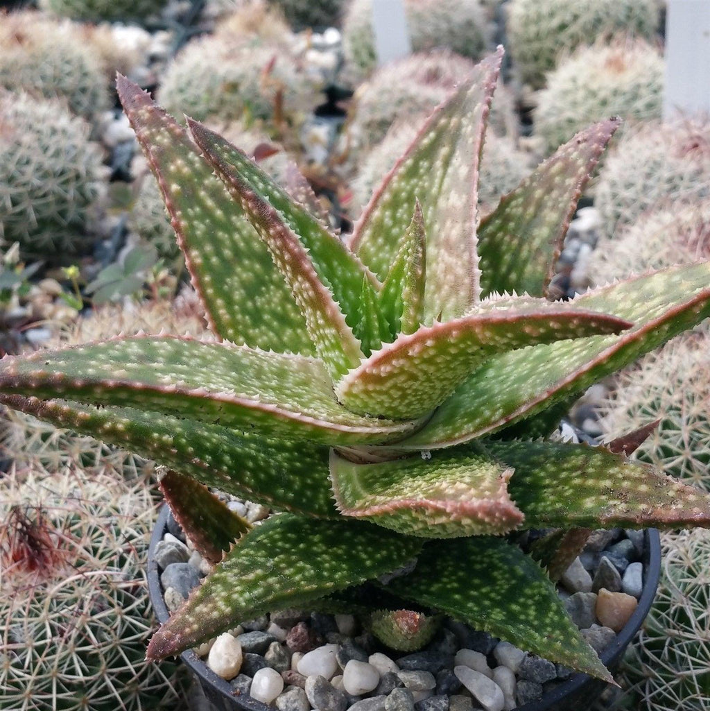 Gasteraloe " Green Gold "