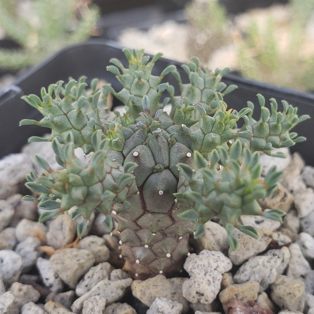 Euphorbia atroviridis