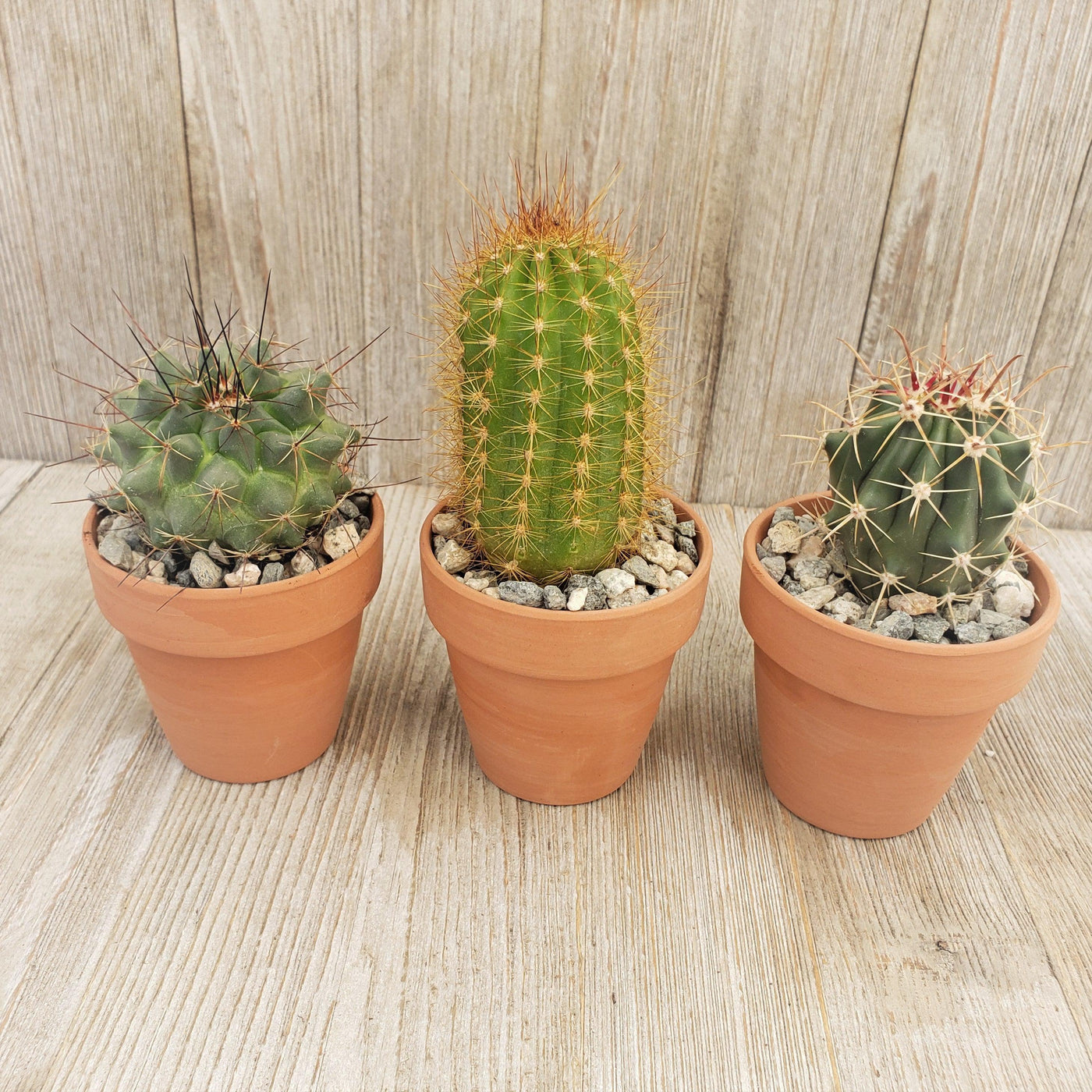 3- 2.5 inch cactus in terracotta pots