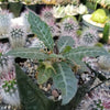 Dorstenia lancifolia