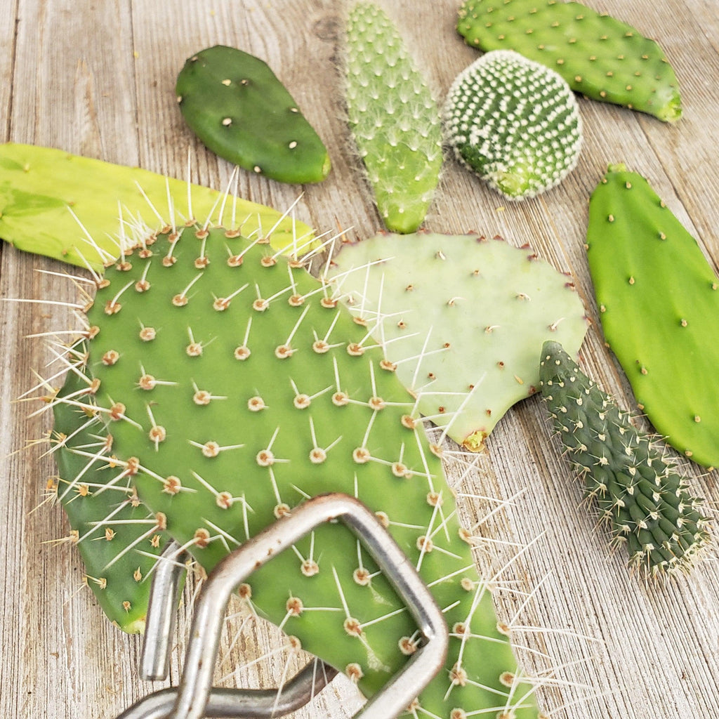 Opuntia pad 6 assorted cuttings