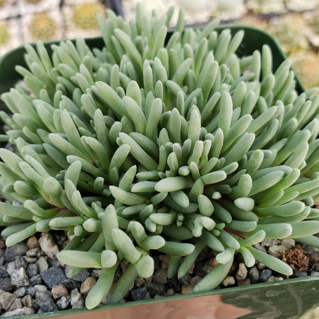 Delosperma sphalmanthoides